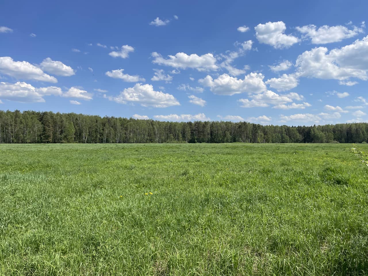 Москва и МО, Дмитровский муниципальный округ, деревня Княжево; Участок на участке 1 397 сот.