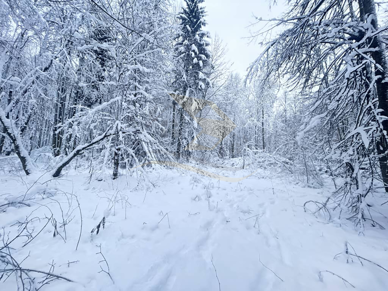 Москва и МО, Дмитровский муниципальный округ, деревня Сокольники; Участок на участке 64 сот.